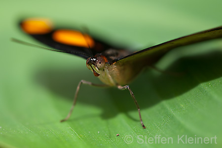 169 Feinschmecker - Catonephele numila